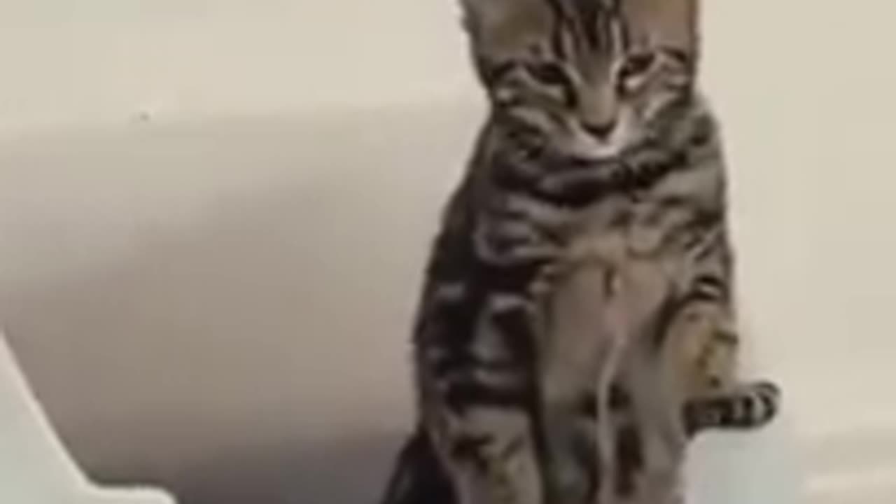 Focused Cat Doing Its Business 🐾😸 - Hilarious Cat Bathroom Break