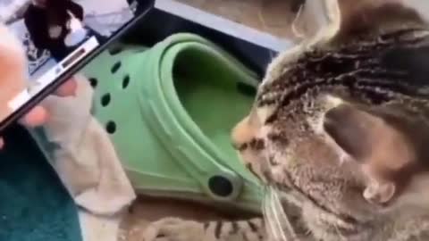 Very funny cat videos