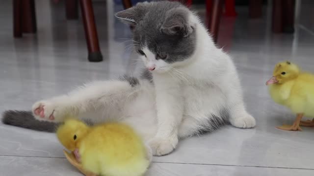 Invite the kitten and duckling to drink goat's milk together