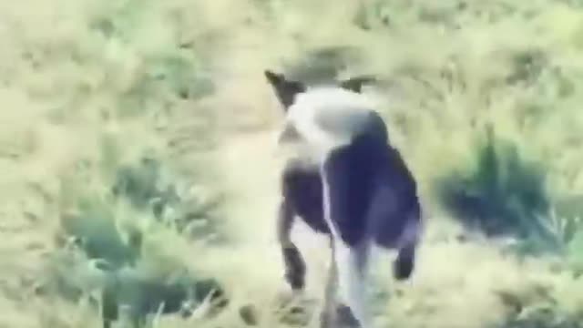 Funniest Animals Videos 🦜 Can Make You More Happy #29
