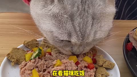 猫和狗的区别