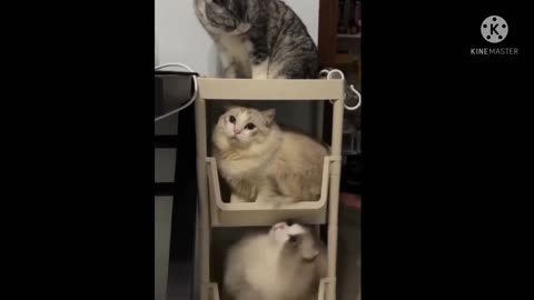 Amazing video, cute cat, funny cat, cat videos,cute cat,cute cat videos,cat,funny cat videos,funny cat,baby cat,cute baby cat,cat compilation,cutest cat,cat baby,cat videos compilation,funny cat moments,funniest cat videos,cat videos 2022,most funny cat v