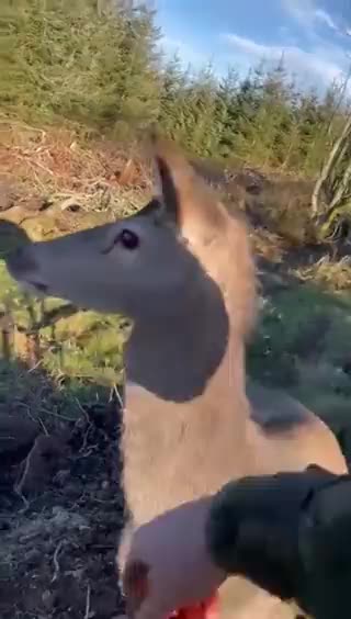 Deer Hunter has a CHANGE OF HEART after THIS Happens!