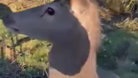 Deer Hunter has a CHANGE OF HEART after THIS Happens!