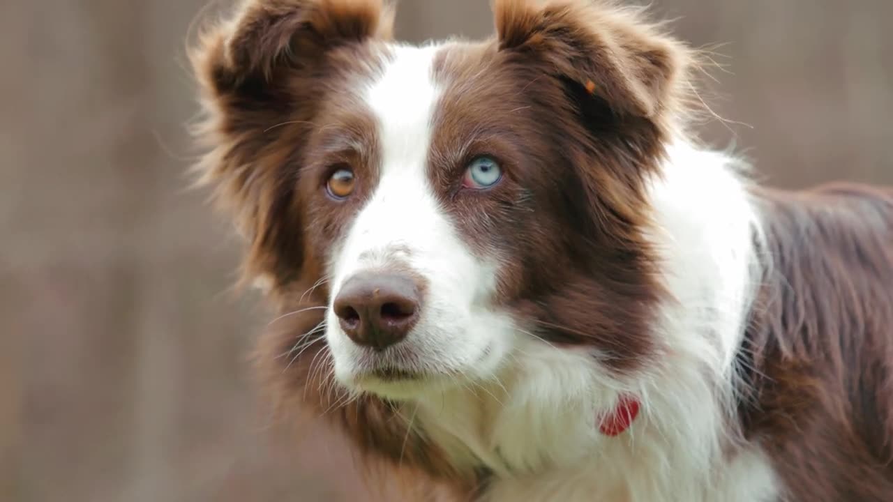 Two different colored eye dog "dog eyes two colors"