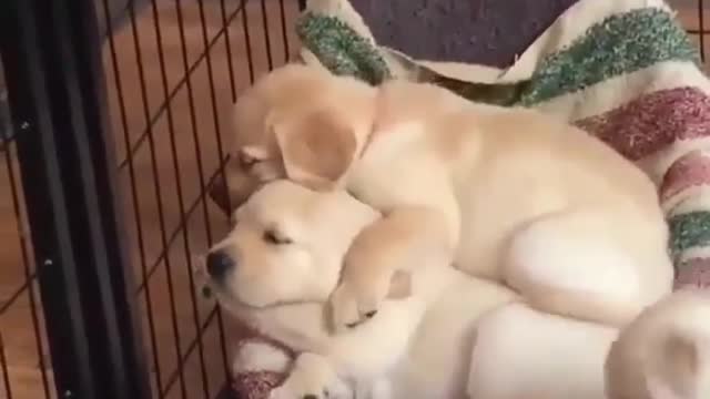 Three newborn puppies cuddled together for warmth, so loving.