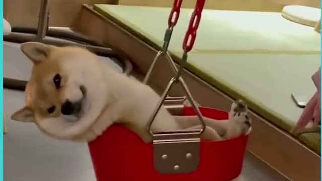 This dog is truly living his best life 😂