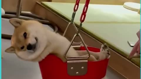 This dog is truly living his best life 😂