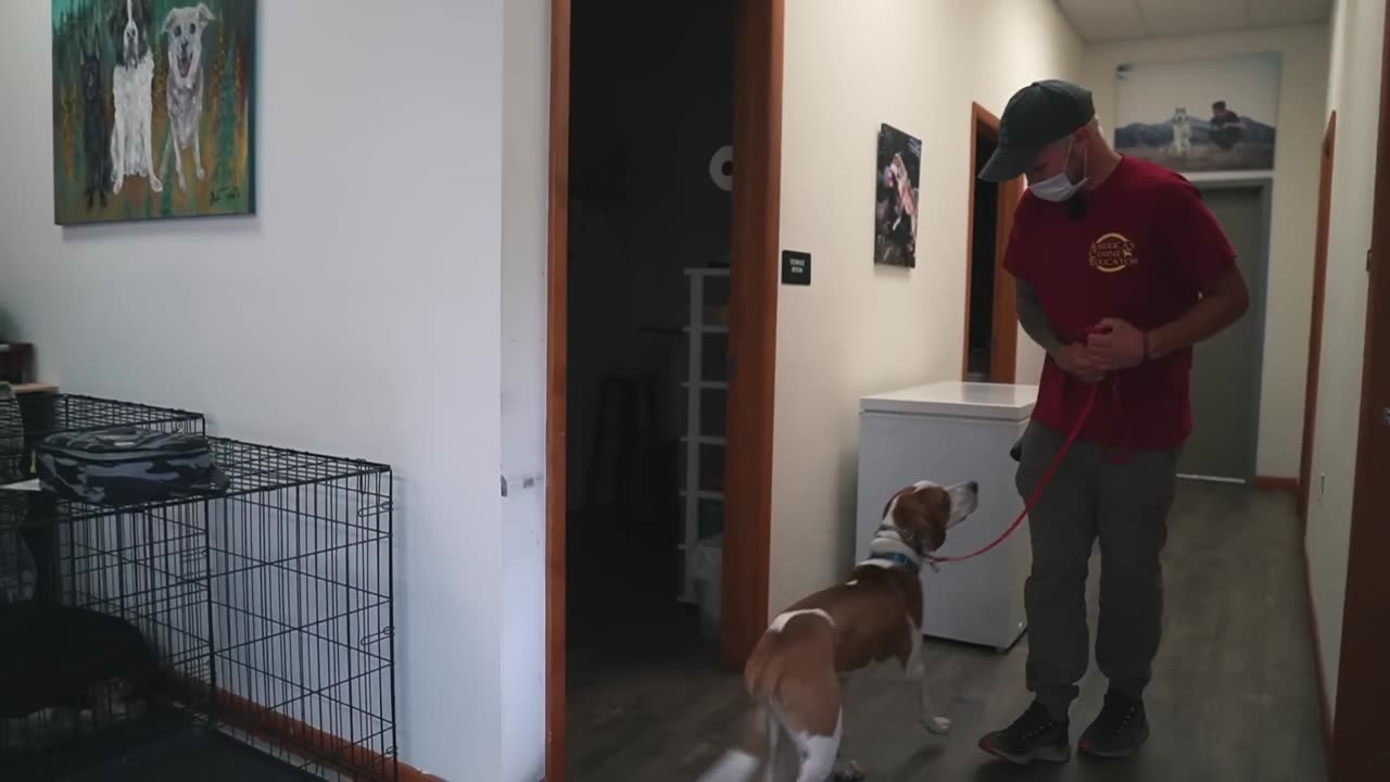 Does your Dog ignore your commands I Watch this Video