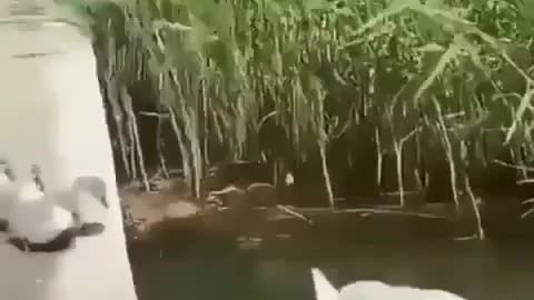 Swan Family Jumping in Water