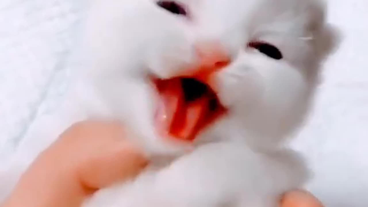 Cute cat