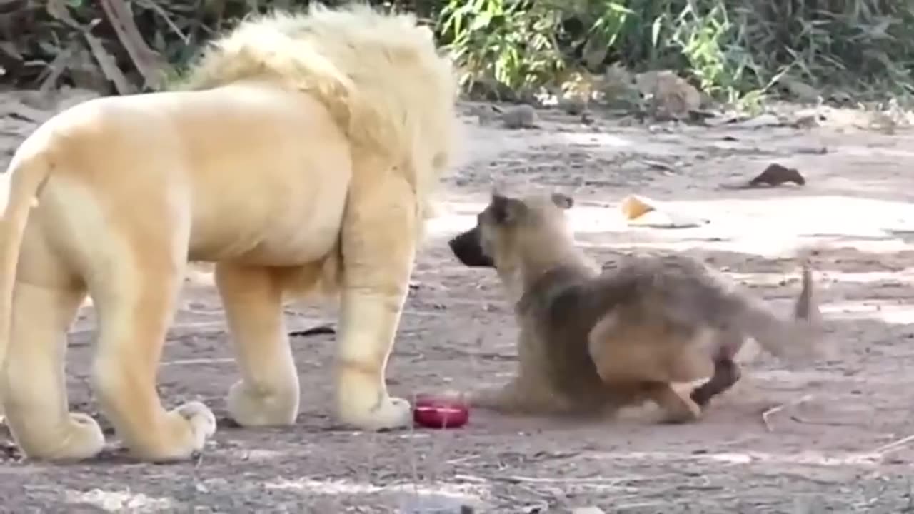 Troll Prank Dog Funny fake Lion and Fake Tiger Prank