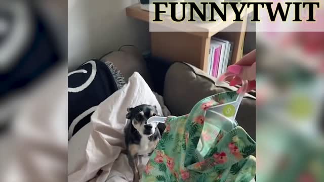 Funny Animals videos😀😀funny dog video 2023@Funnytwit.