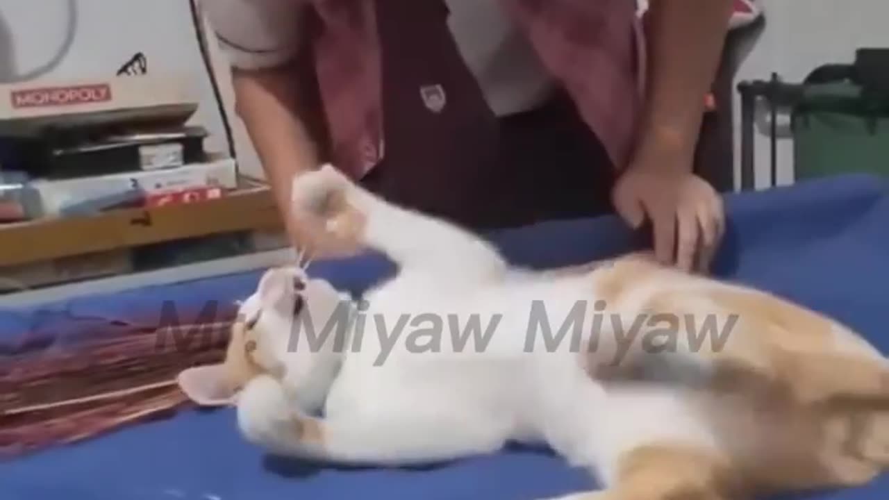 funny cat video 2023