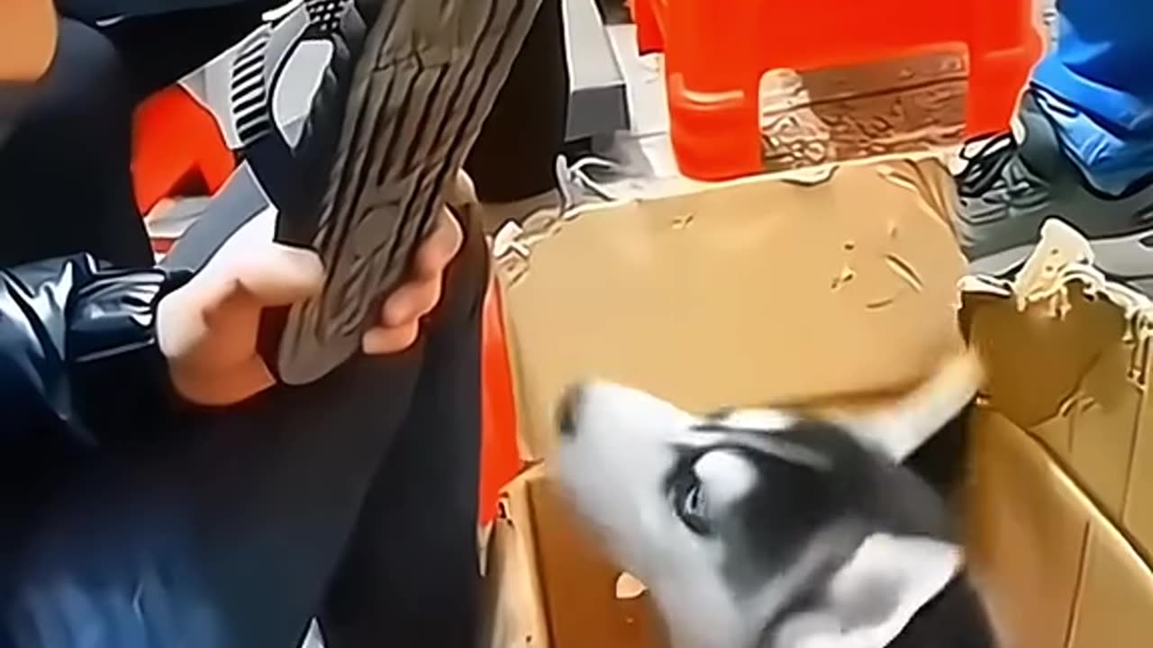 Funny pets video 😂😂
