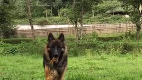 German Shepherd Attack