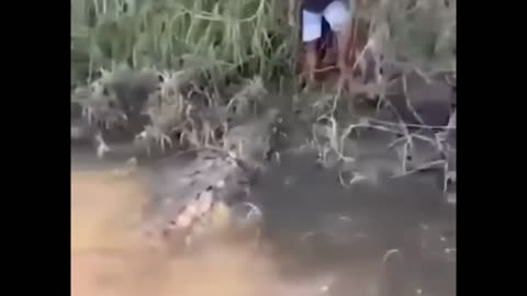 please don't move! 😱🐊