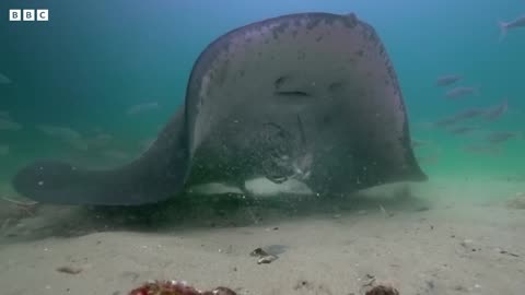 Army of Crabs Protect Spy Robot From Stingray | Spy In The Ocean | BBC Earth