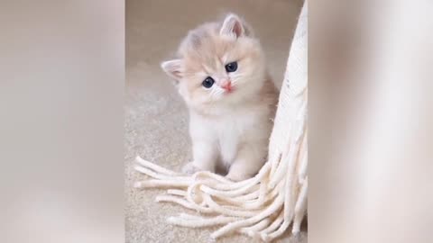 Cute Animals