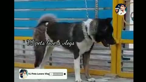 American Akita!Guard doginworld!American dogs!VJpetsloversvlogs!Malayalam!pets farm videosvjpets!