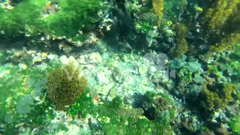 Remarkable footage of a cormorant bird diving and swimming underwater in the Galapagos Islands Ecuad