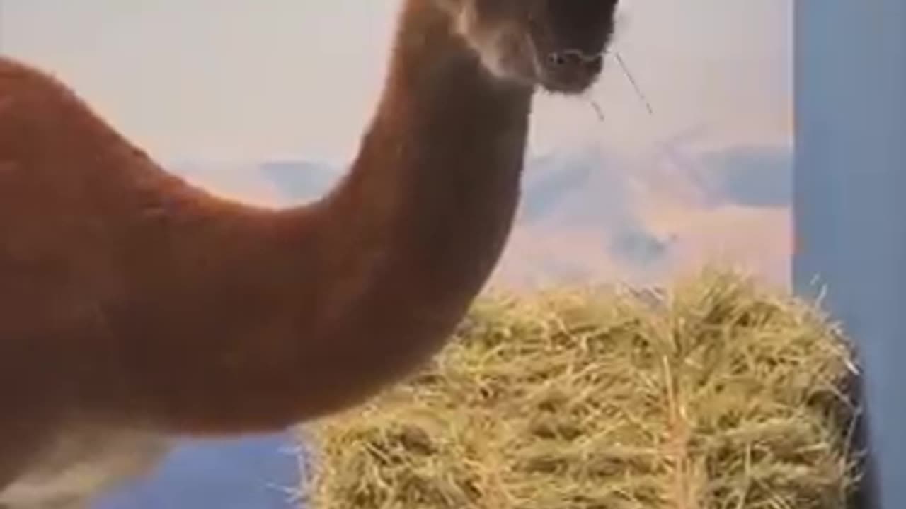 Spot The Fake Animal For $10,000