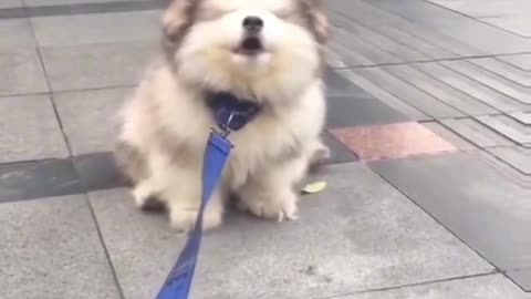 The weird behavior of dogs