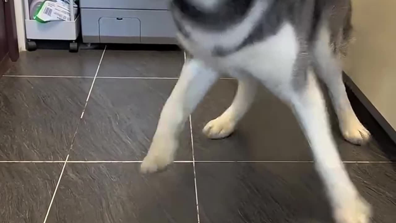 Do I really want to raise a CowCat?