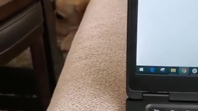 Dog Hates it When Disturbed During Sleeping - Funny Dog Video