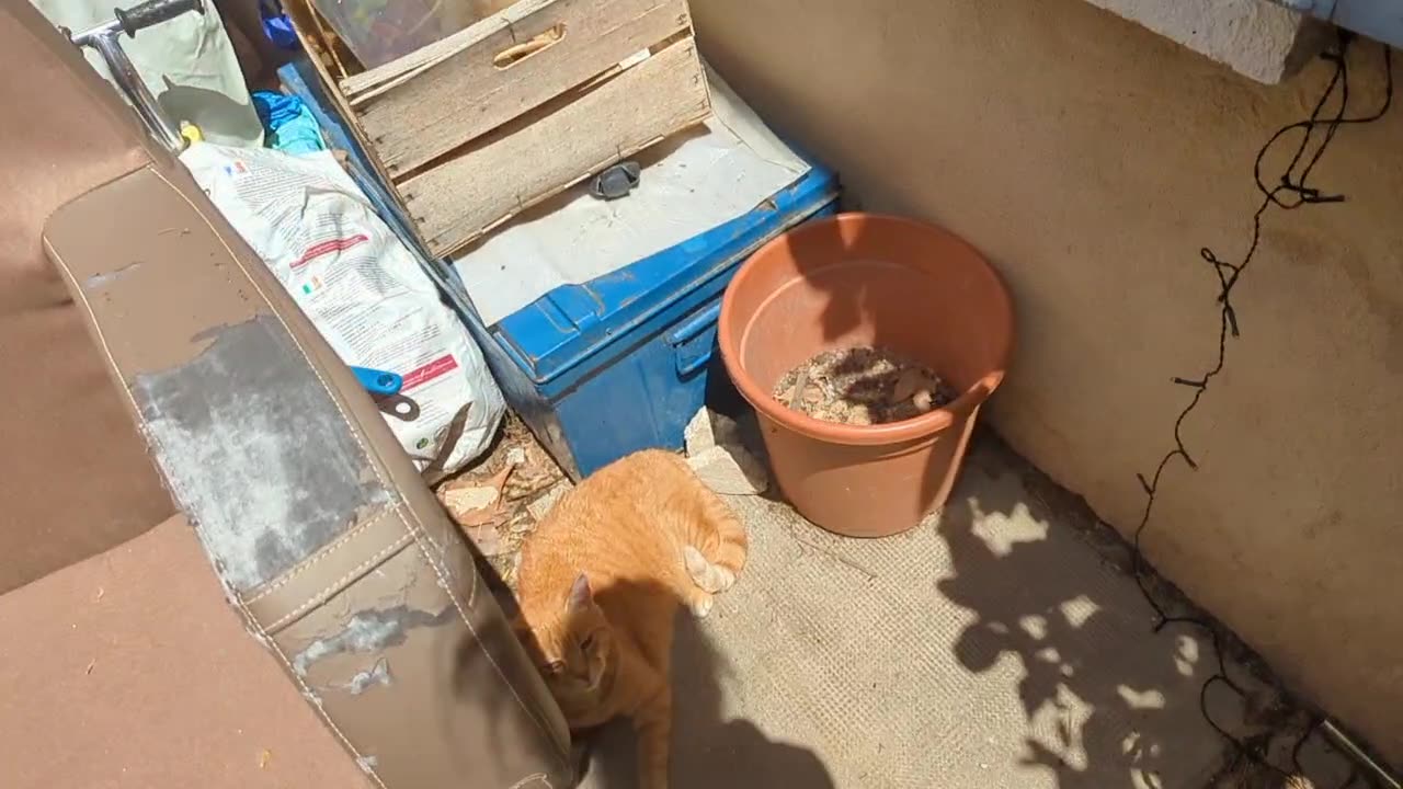 2023-05-27 (3) - (live sans titre) - Twitch Publicités (version avec chat)