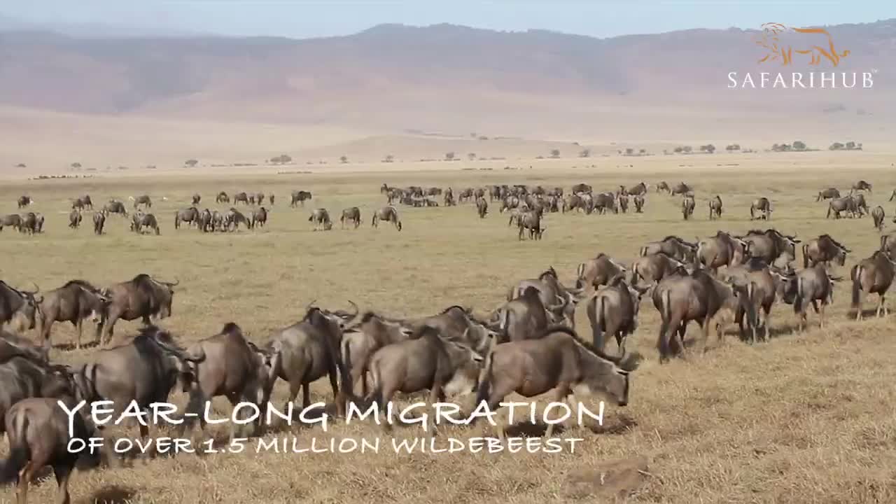 Highlights Safari in Tanzania