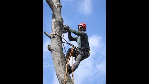 Tree Trimming Lexington