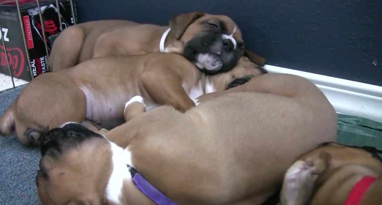 Sleepy 4 Week Old Boxer Puppies