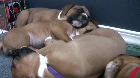 Sleepy 4 Week Old Boxer Puppies