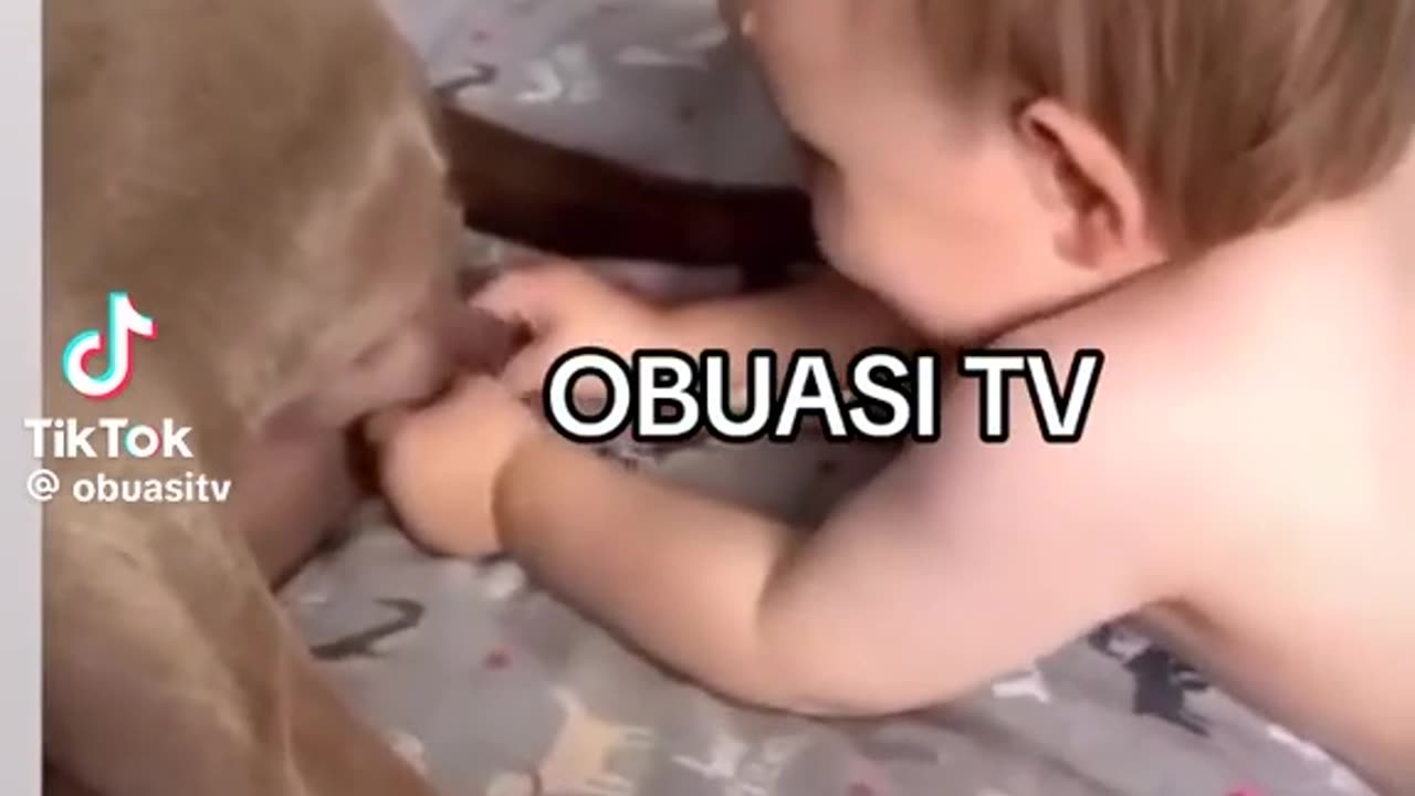 Animals funny videos