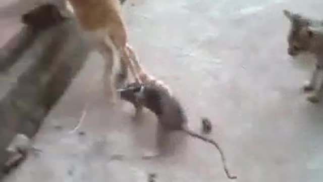 Tom and Jerry