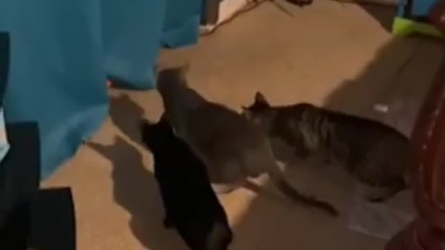 ANIMAIS SUPER ENGRAÇADOS!!! COMPILADO DE VÍDEOS ENGRAÇADOS!! FUNNY ANIMALS !!!