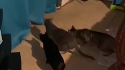 ANIMAIS SUPER ENGRAÇADOS!!! COMPILADO DE VÍDEOS ENGRAÇADOS!! FUNNY ANIMALS !!!