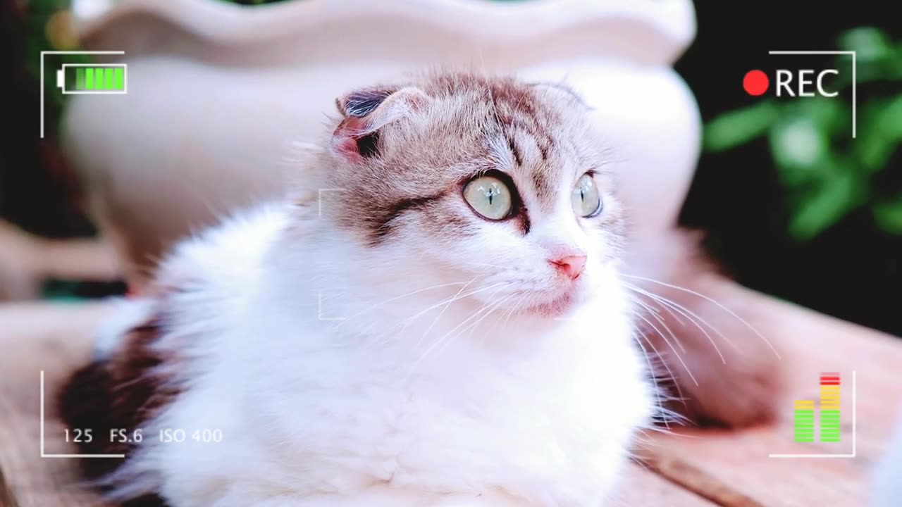 Funny Cats And Kittens Life 4K Quality Video Episode 9 | Viral Cat