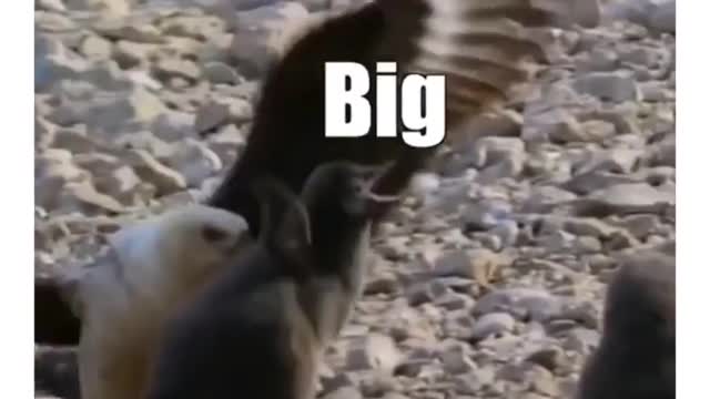 Hilarious Penguin