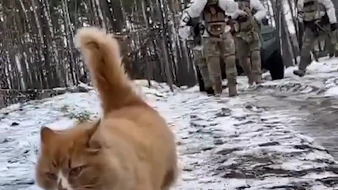 Our cats on the front line