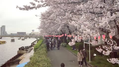 Hanami_ Celebrating Japan's Cherry Blossoms