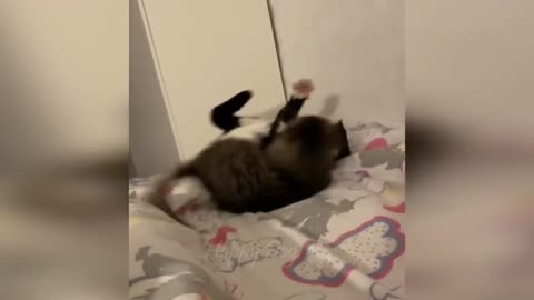 Cute Cat starts Fighting #viral #rumble