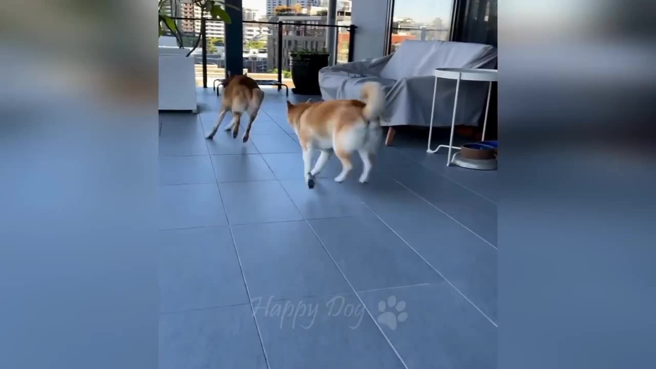 Dog video new 🤣🥰