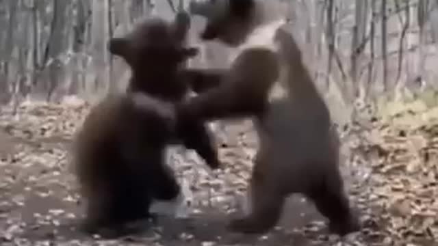 Those are the bears!!!