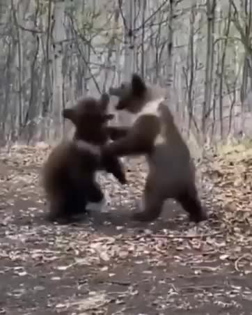 Those are the bears!!!