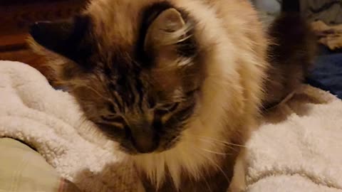 Cat Attitude