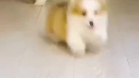 Cute Puppies Doing Funny Things Cutest Dogs 01