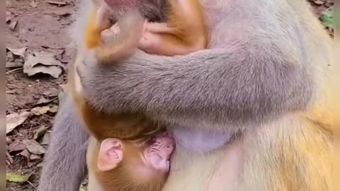 breastfeeding the baby monkey her mother amazing moments
