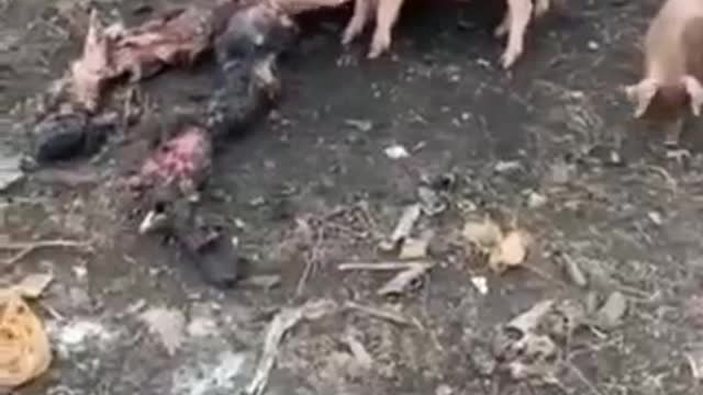 18+ !!! RAW - UkroNazis Getting Eaten By Pigs